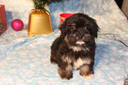 havanese-puppies